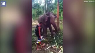 Турист получил от слона - смотреть видео (0:53)