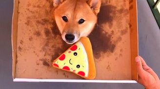 Собака, которая пролезет в любую дыру - смотреть видео (0:24)