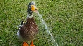 Уточка пьёт из шланга - смотреть видео (0:35)