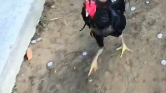 Как раздразнить петуха - смотреть видео (1:00)