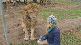 Лев атакует журналистку - смотреть видео (0:14)