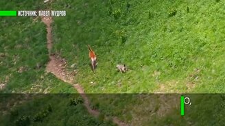 Когда жертва стала охотником - смотреть видео (0:59)