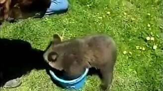 Медвежонок и ведро - смотреть видео (1:20)