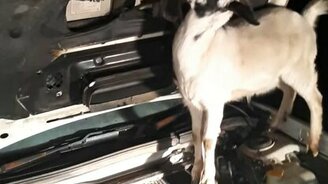 Козлик помогает чинить машину - смотреть видео (0:20)