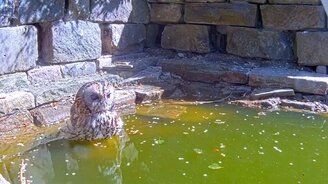 Сова охлаждается в жару - смотреть видео (1:28)