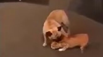 Хозяин сказал - нельзя на диван! - смотреть видео (0:17)