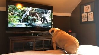 Бульдог смотрит "Кинг-Конга" - смотреть видео (1:40)