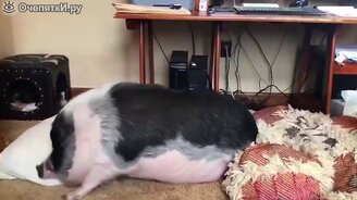 Яркие приколы с питомцами - смотреть видео (8:58)