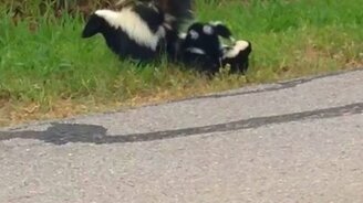 Мама-скунс переводит через дорогу малышей - смотреть видео (1:47)