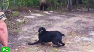 Люди против медведей - смотреть видео (6:29)