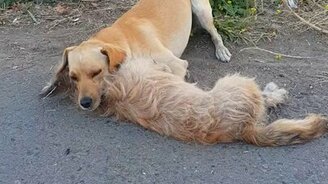 Когда собака потеряла друга - смотреть видео (0:26)