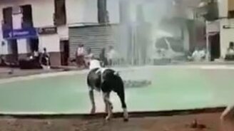 Собака купается в фонтане - смотреть видео (4:08)