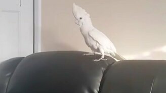 Реакция попугая на пропажу хозяина - смотреть видео (0:55)