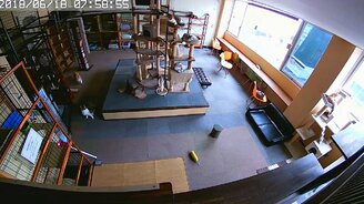 Реакция кошек на землетрясение - смотреть видео (0:45)