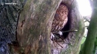 Белка прогнала сову из дупла - смотреть видео (0:29)