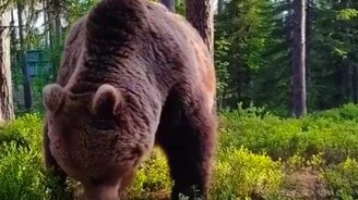 Проснулся в палатке - а тут медведь! - смотреть видео (0:29)