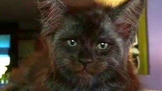 Уникальная кошачья морда - смотреть видео (0:28)