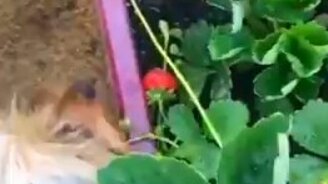 Собака ест клубнику - смотреть видео (0:42)