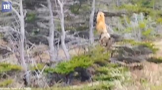 Лиса ловит белку на дереве - смотреть видео (1:00)