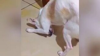 Как выглядит собачий стыд - смотреть видео (1:18)