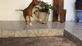 Пёс играет с воздушным шариком - смотреть видео (0:38)