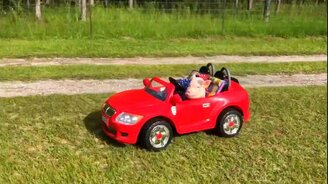 Поросята катаются на машинках - смотреть видео (0:26)