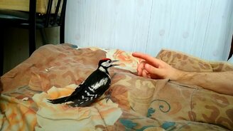 Задорные игры с дятлом - смотреть видео (1:21)