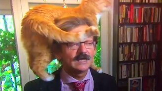 Кот больше всех знает о политике - смотреть видео (0:41)