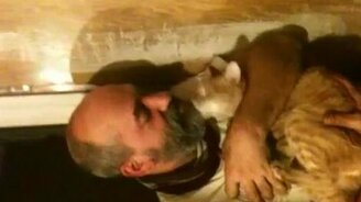 Кот чистит бороду - смотреть видео (0:44)