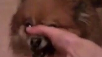 "Раммштайн" в исполнении животных - смотреть видео (1:59)