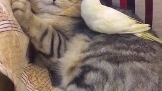 Кот и его пташки - смотреть видео (0:36)