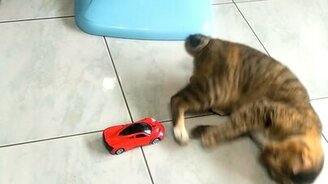 Если бы Неймар был котом - смотреть видео (0:10)