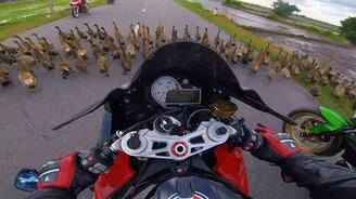 Огромное количество уток на дороге - смотреть видео (1:06)