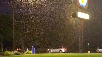 Нашествие светлячков - смотреть видео (0:21)