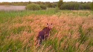 Реакция лося на коптер - смотреть видео (0:55)