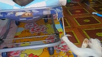 Кошка-нянька качает малыша - смотреть видео (0:35)