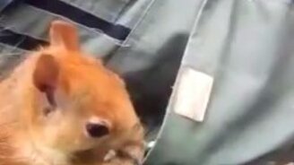 Белка лезет в карман - смотреть видео (1:19)