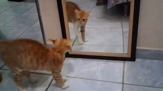 Кот, не сдавайся! - смотреть видео (1:03)