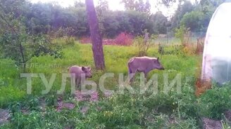 Нашу клубнику жрут! - смотреть видео (0:58)