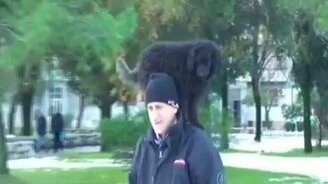 Пёс лентяй - смотреть видео (1:50)