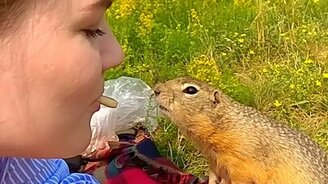 Почти ручной дикий суслик - смотреть видео (0:27)