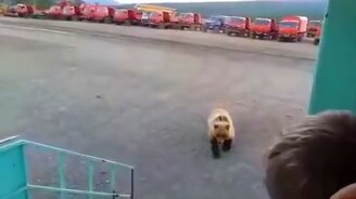 Медведь против вахтовиков - смотреть видео (3:02)