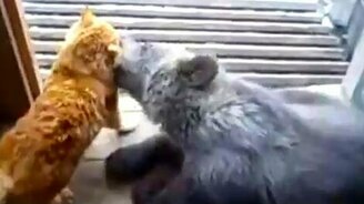 Кот и медвежонок - смотреть видео (2:16)