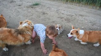 Малыш знакомится с корги - смотреть видео (1:36)