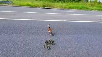 Проводил семью уток через дорогу - смотреть видео (1:28)