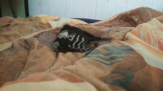 Дятел купается - смотреть видео (4:55)