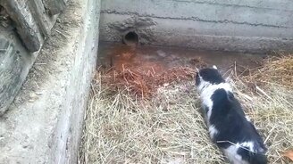 Кошка ловит мышь - смотреть видео (2:13)