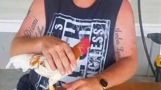 Как загипнотизировать петуха - смотреть видео (1:09)