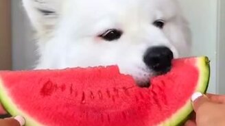 Собака есть арбуз - смотреть видео (0:56)