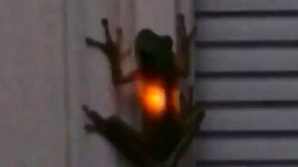 Лягушка с сигнализацией - смотреть видео (0:15)